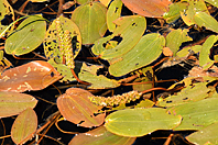 Potamogeton natans Potamogeton natans